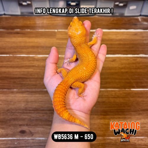 WB5636 M | Jeruk Pejantan Tangguh 🍊💪🏻
