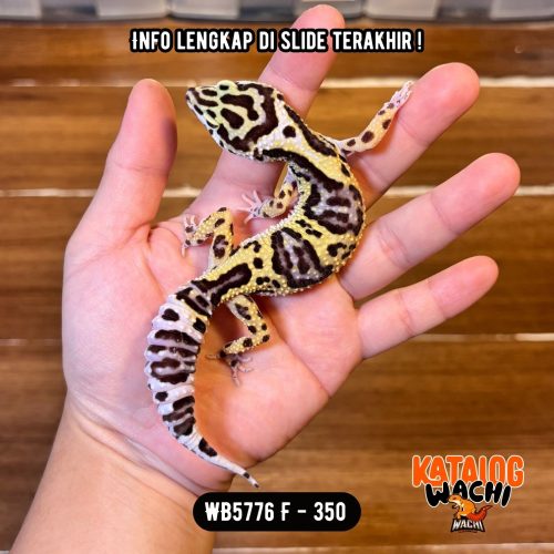 WB5776 F | Pattern TEBAL BANGET 😎👊🏻 Ovulasi, Siap Kawin 👌🏻