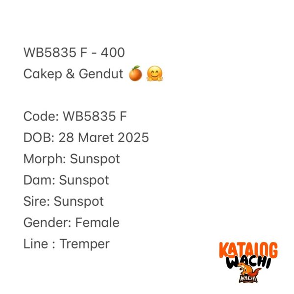 WB5835 F | Cakep & Gendut 🍊🤗