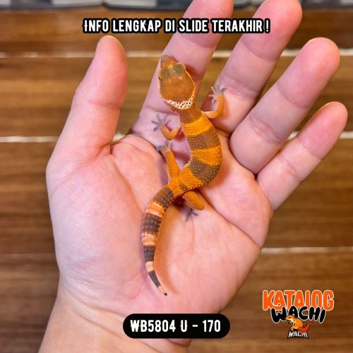 WB5804 U | Baby Jeruk Pedas 🍊🥵