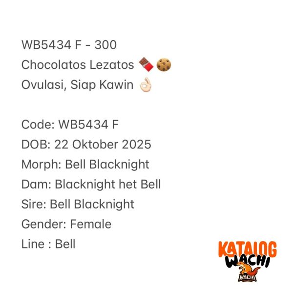 WB5434 F | Chocolatos Lezatos 🍫🍪 Ovulasi, Siap Kawin 👌🏻