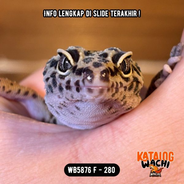 WB5876 F | Ireng Jeruk 🖤🧡 Ovulasi, Siap Kawin 👌🏻