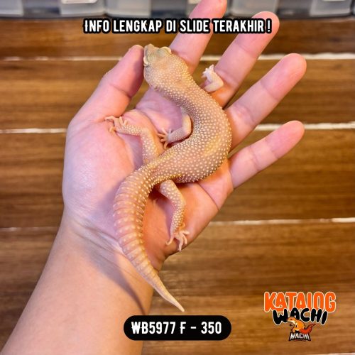 110 WB5977 F | Unik, Warna Coklat 🍫