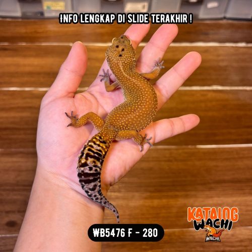 WB5476 F | GENDUTTT 😤 Ovulasi, Siap Kawin 👌🏻