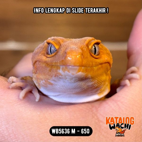 WB5636 M | Jeruk Pejantan Tangguh 🍊💪🏻