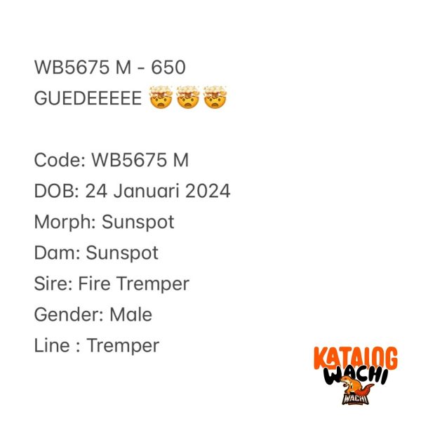 WB5675 M | GUEDEEEEE 🤯🤯🤯