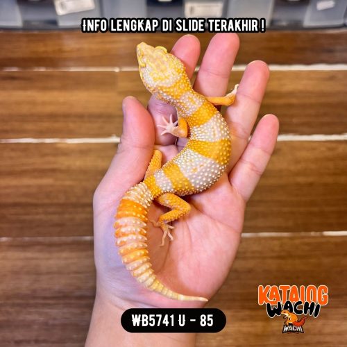 WB5836 F | Jeruk Lavender 🧡🤍