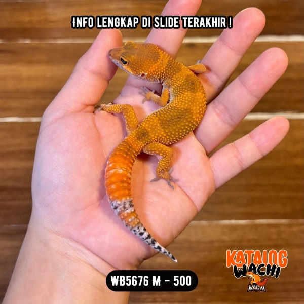 WB5676 M | Jeruk Gelap ❤️🖤