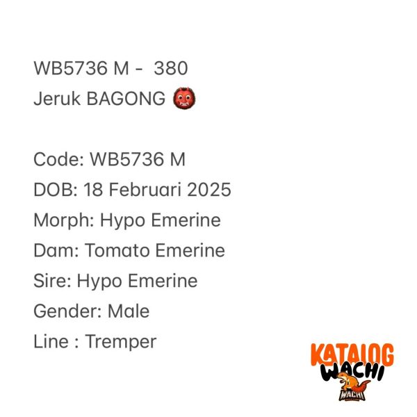 WB5736 M | Jeruk BAGONG 👹