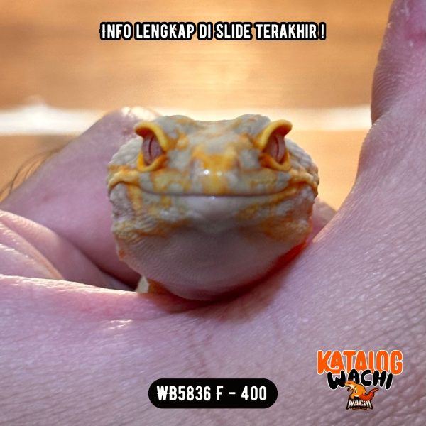 WB5836 F | Jeruk Lavender 🧡🤍 Ovulasi, Siap Kawin 👌🏻
