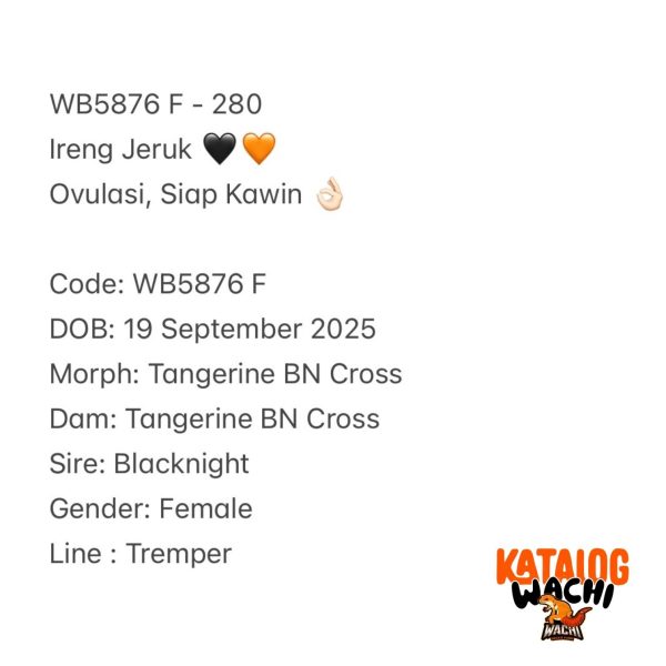 WB5876 F | Ireng Jeruk 🖤🧡 Ovulasi, Siap Kawin 👌🏻