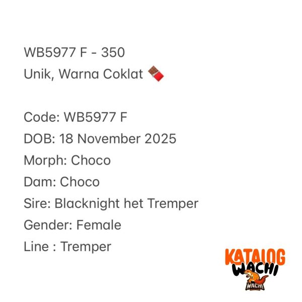 WB5977 F | Unik, Warna Coklat 🍫