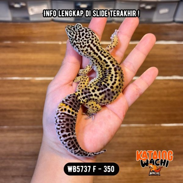 WB5737 F | Ireng GENDUT 😤