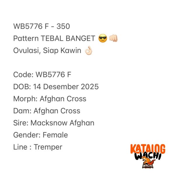 WB5776 F | Pattern TEBAL BANGET 😎👊🏻 Ovulasi, Siap Kawin 👌🏻