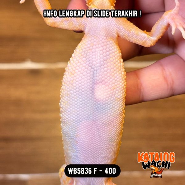 WB5836 F | Jeruk Lavender 🧡🤍 Ovulasi, Siap Kawin 👌🏻