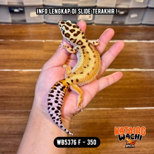 WB5376 F | GENDUT BANGET 😭 Ovulasi, Siap Kawin 👌🏻