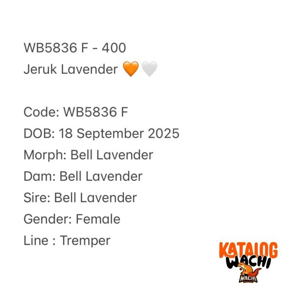 WB5836 F | Jeruk Lavender 🧡🤍 Ovulasi, Siap Kawin 👌🏻