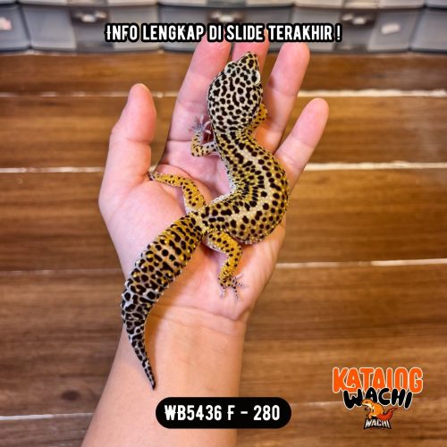 WB5436 F | Ovulasi, Siap Kawin 👌🏻