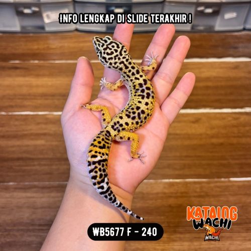 WB5677 F | Ovulasi, Siap Kawin 👌🏻