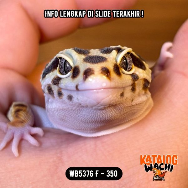 WB5376 F | GENDUT BANGET 😭 Ovulasi, Siap Kawin 👌🏻