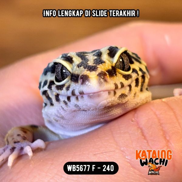 WB5677 F | Ovulasi, Siap Kawin 👌🏻
