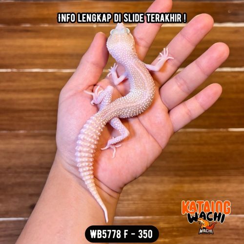 WB5778 F | Senyum2 Versi Albino 😄 Mata Full Merah 🔴👅🔴