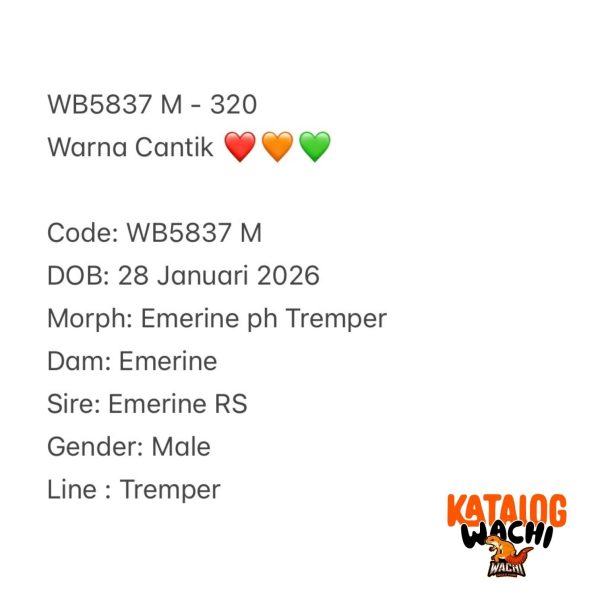 WB5837 M | Warna Cantik ❤️🧡💚