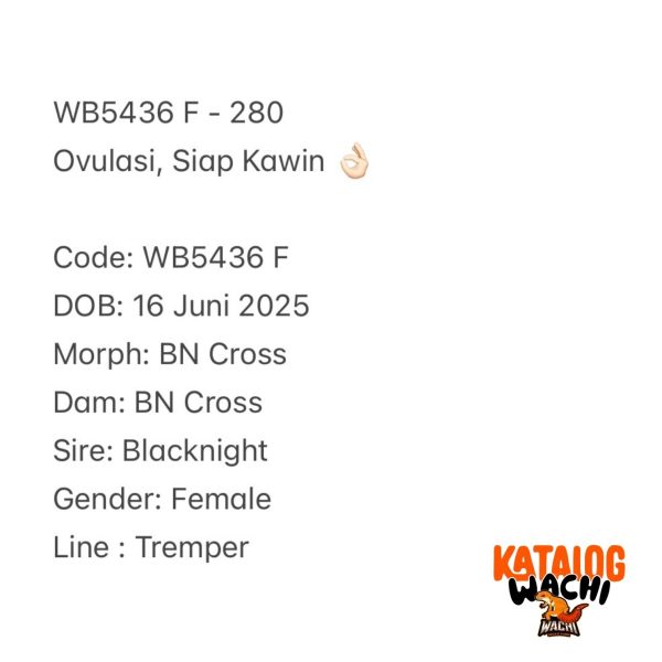 WB5436 F | Ovulasi, Siap Kawin 👌🏻
