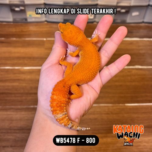 WB5478 F | JERUK PEDAS GENDUT WOWW 🤯🥵🔥