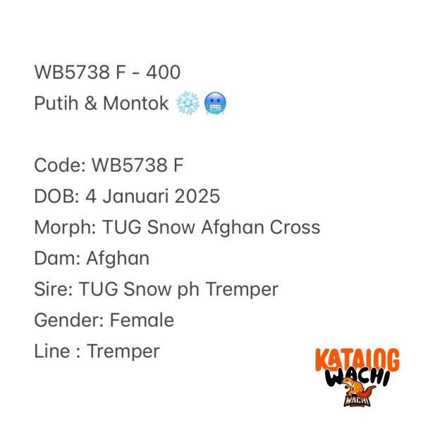 WB5738 F | Putih & Montok ❄️🥶