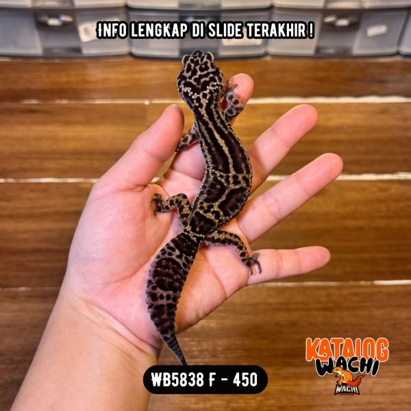 WB5838 F | Gecko IRENG 🖤✨