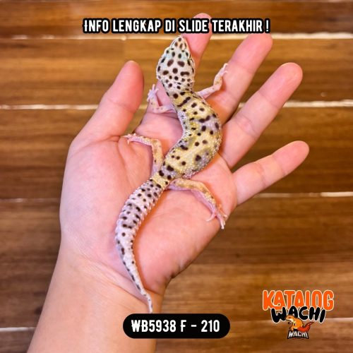 118 WB5938 F | Ovulasi