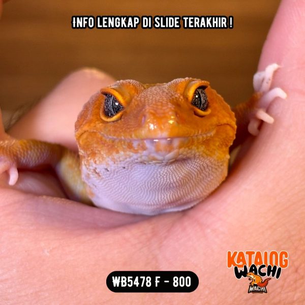WB5478 F | JERUK PEDAS GENDUT WOWW 🤯🥵🔥
