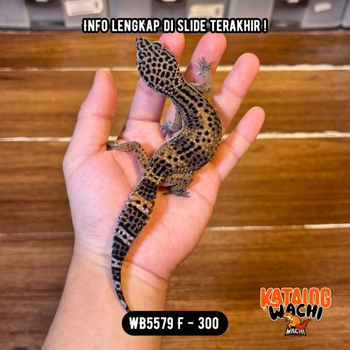WB5579 F | Ireng Jeruk 🖤🧡 Ovulasi, Siap Kawin 👌🏻