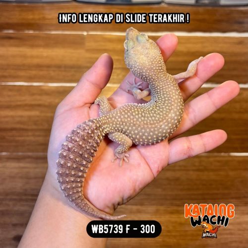 WB5739 F | Rare Morph Nih! 🤯 Gendut Banget 😆 Ovulasi, Siap Kawin 👌🏻