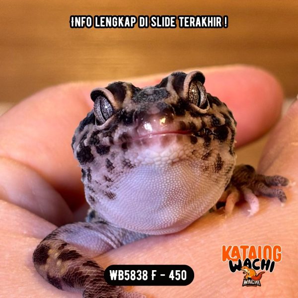 WB5838 F | Gecko IRENG 🖤✨