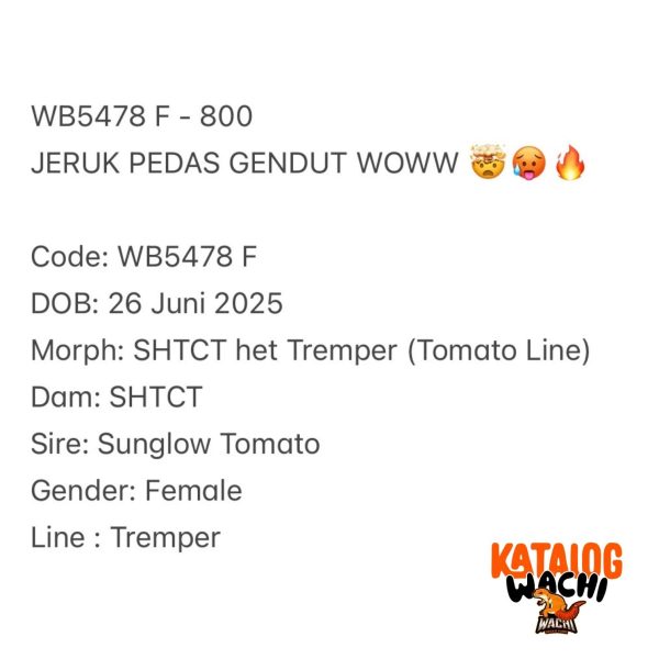 WB5478 F | JERUK PEDAS GENDUT WOWW 🤯🥵🔥