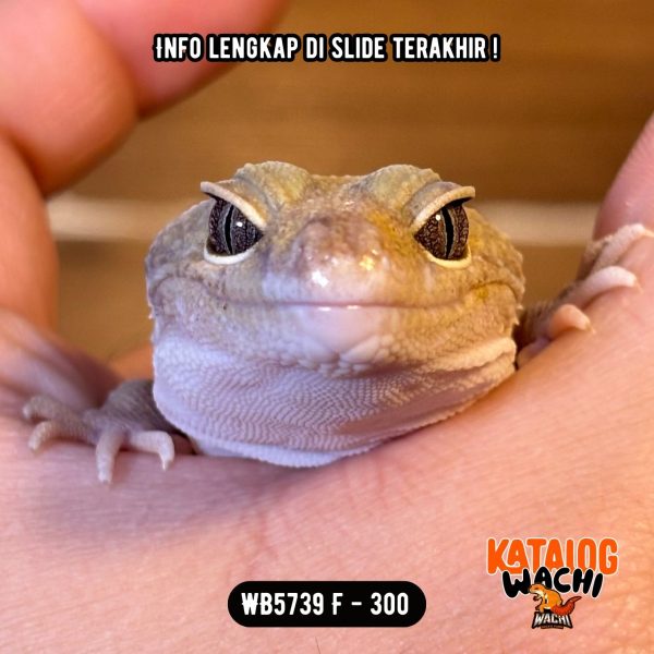 WB5739 F | Rare Morph Nih! 🤯 Gendut Banget 😆 Ovulasi, Siap Kawin 👌🏻