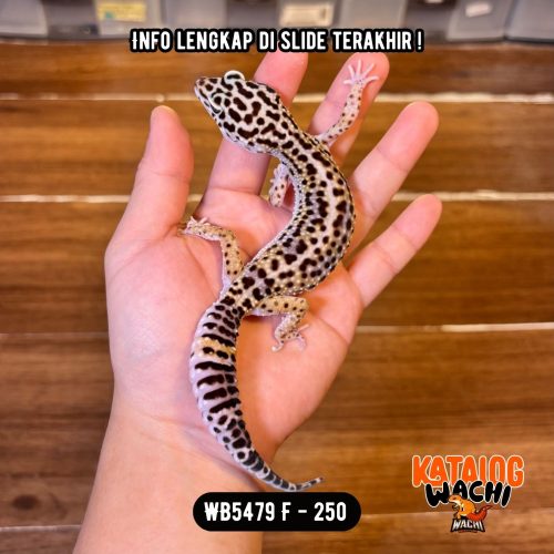 WB5479 F | Ovulasi, Siap Kawin 👌🏻