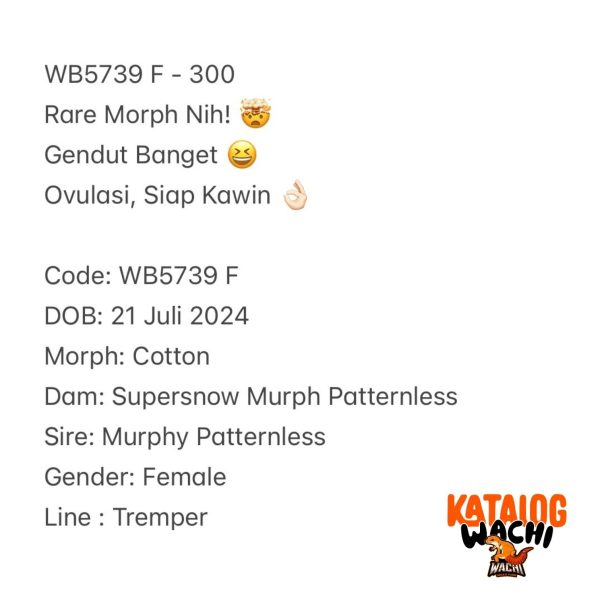 WB5739 F | Rare Morph Nih! 🤯 Gendut Banget 😆 Ovulasi, Siap Kawin 👌🏻