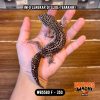 WB5580 F | Ireng Montok 🤯 Ovulasi, Siap Kawin 👌🏻
