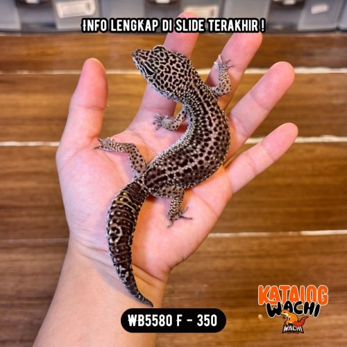 WB5580 F | Ireng Montok 🤯 Ovulasi, Siap Kawin 👌🏻