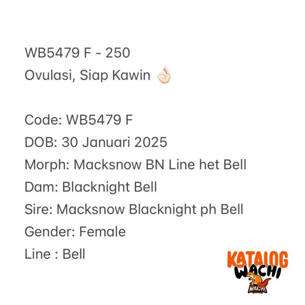 WB5479 F | Ovulasi, Siap Kawin 👌🏻