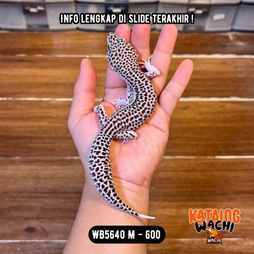 WB5640 M | Si Paling Senyum 🥺 Mata Full Hitam ⚫️👅⚫️