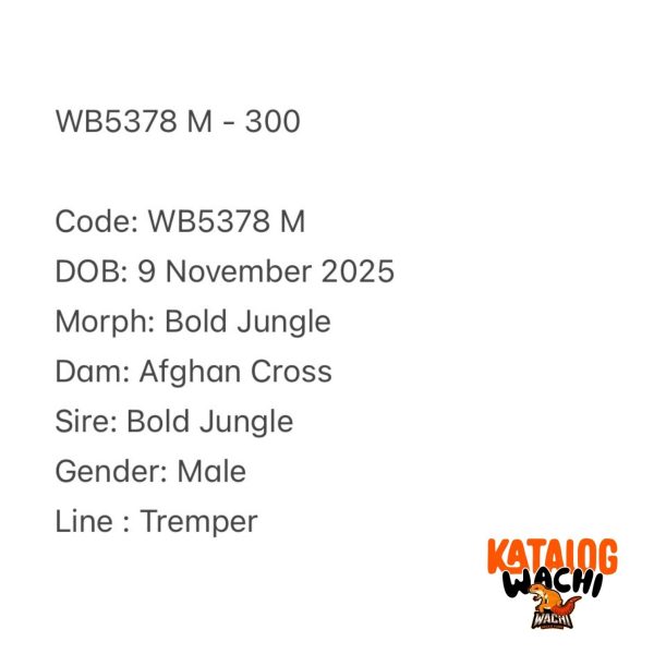 WB5378 M