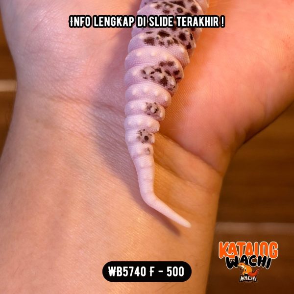 WB5740 F | Si Paling Senyum 🥰 Mata Full Hitam ⚫️👅⚫️