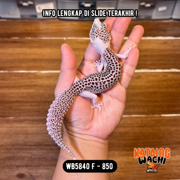 WB5840 F | Gecko Senyum2🤌🏻 Mata Full Hitam ⚫️👅⚫️