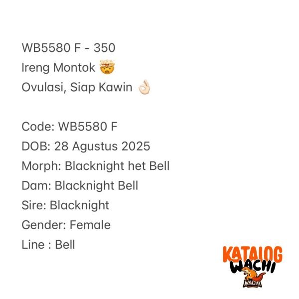 WB5580 F | Ireng Montok 🤯 Ovulasi, Siap Kawin 👌🏻