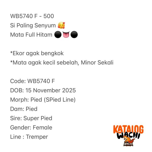 WB5740 F | Si Paling Senyum 🥰 Mata Full Hitam ⚫️👅⚫️