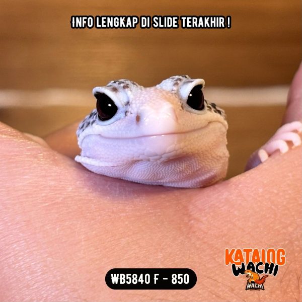 WB5840 F | Gecko Senyum2🤌🏻 Mata Full Hitam ⚫️👅⚫️